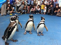 ペンギン　のとじま水族館.JPG